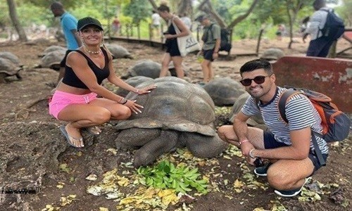 Giant tortoise